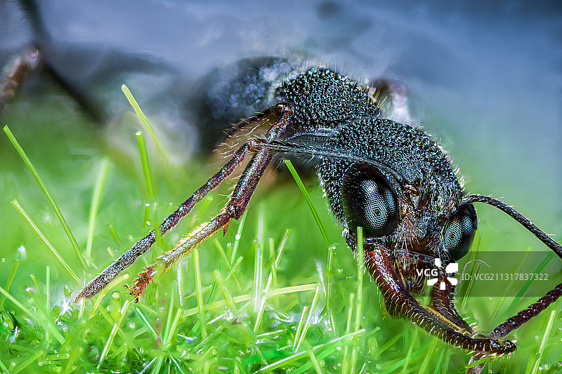 猎镰猛蚁Harpegnathos venator图片素材