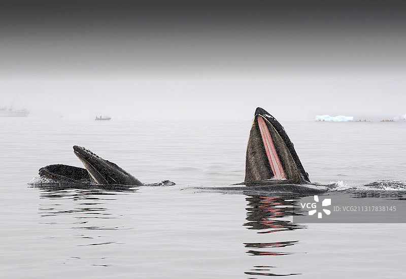 南极半岛威廉敏娜湾，座头鲸捕食磷虾图片素材
