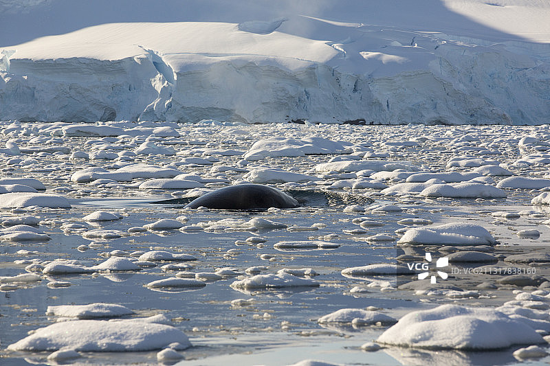 小须鲸在南极半岛附近格拉谢海峡觅食图片素材