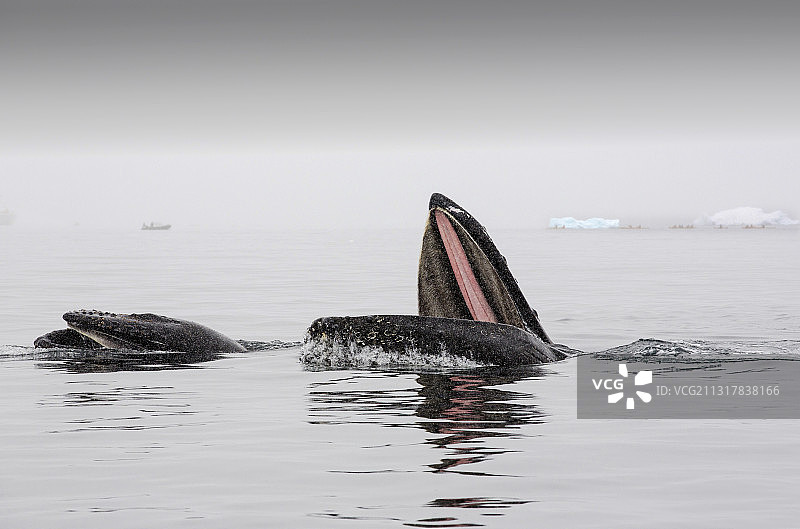 南极半岛威廉敏娜湾，座头鲸捕食磷虾图片素材