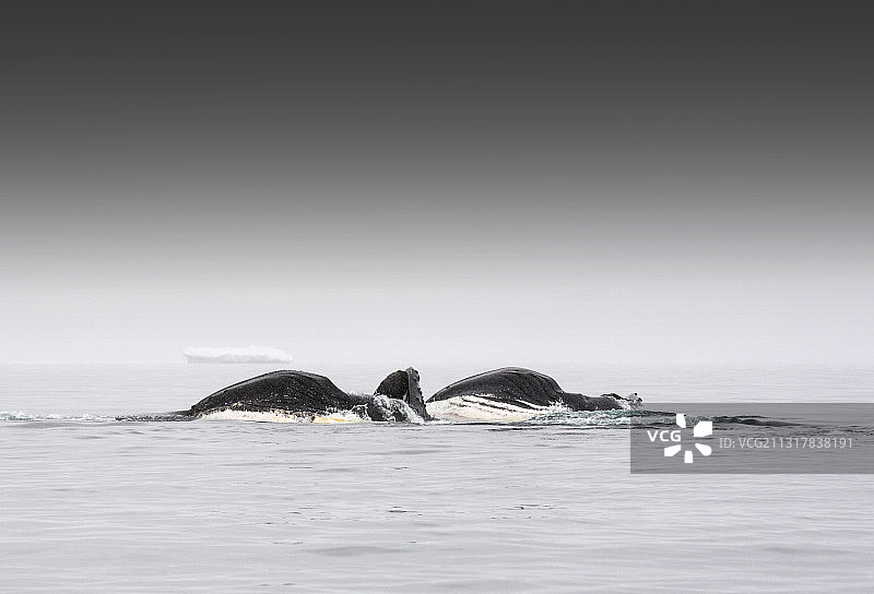 南极半岛威廉敏娜湾觅食磷虾的座头鲸图片素材