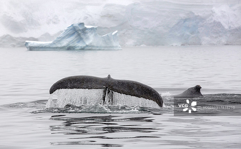 南极半岛威廉敏娜湾觅食磷虾的座头鲸图片素材