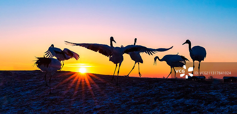 此图拍摄于黑龙江省齐齐哈尔市扎龙湿地，标题为~翩翩起舞图片素材