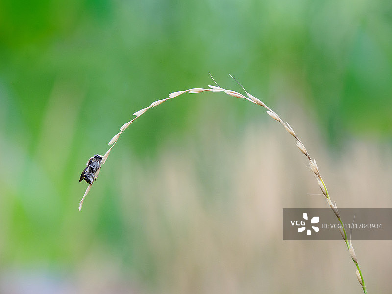 披碱草上的食蚜蝇图片素材