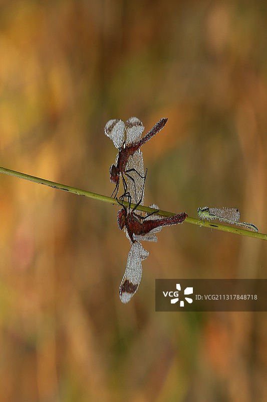 嘘！注意情话被偷听图片素材