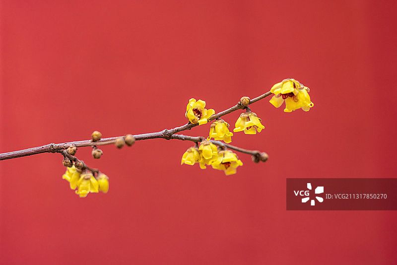 故宫一枝腊梅花开图片素材