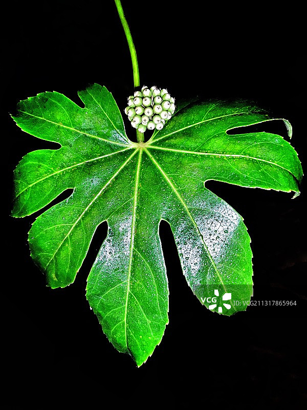 夜色八角金盘图片素材