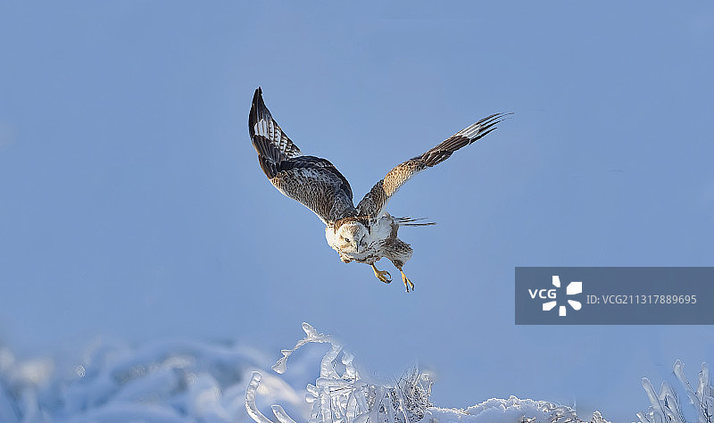 大鵟展翅图片素材