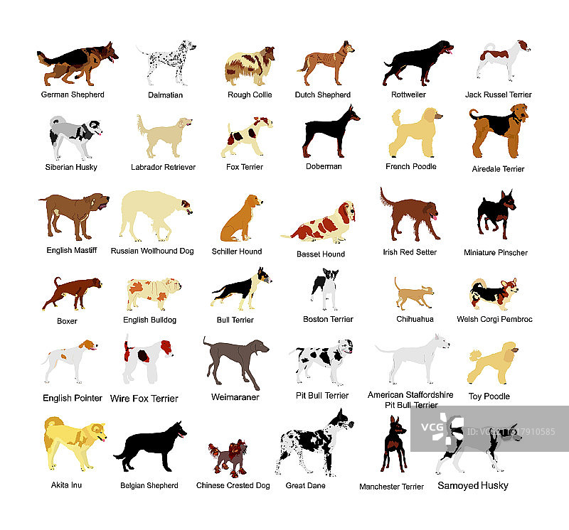 大型犬品种合集图片素材