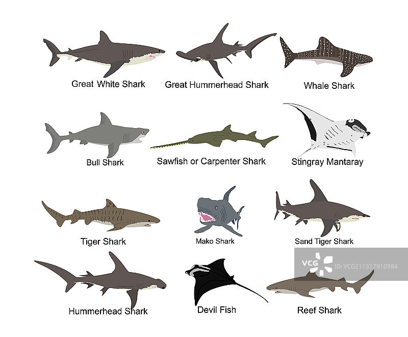 鲨鱼合集图案图片素材