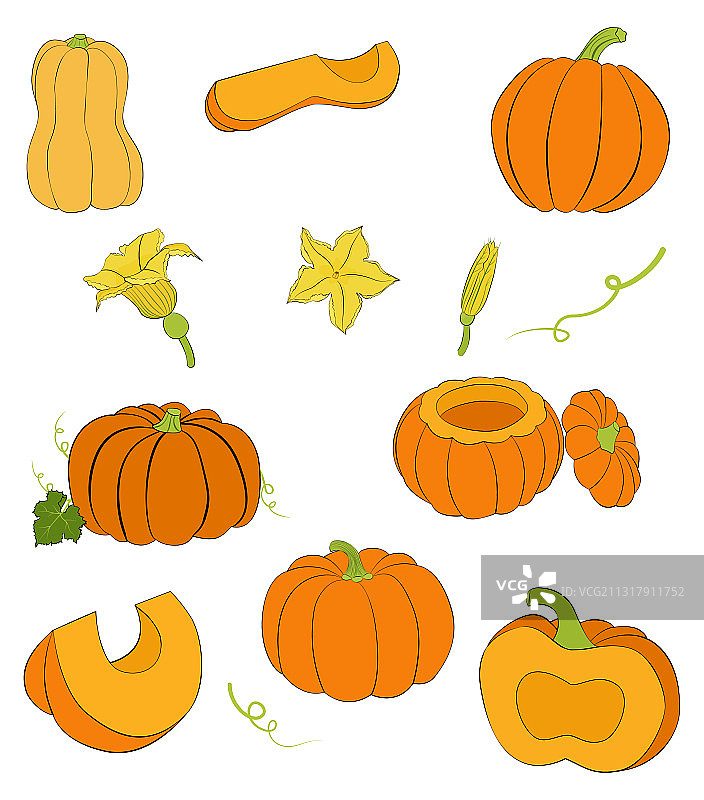 成熟的南瓜和南瓜花图片素材