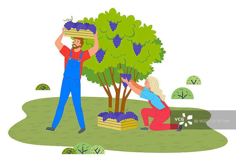 男人和女人从灌木丛中采摘葡萄图片素材