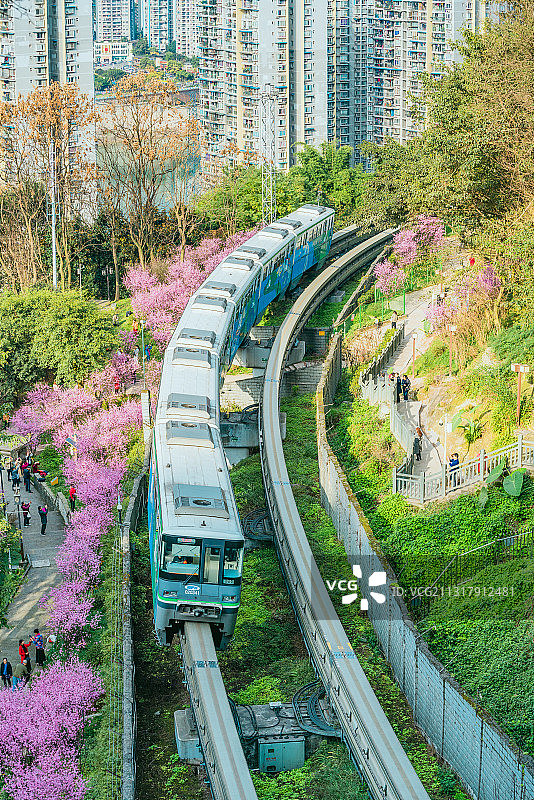 春天穿梭在花海中的轻轨列车图片素材