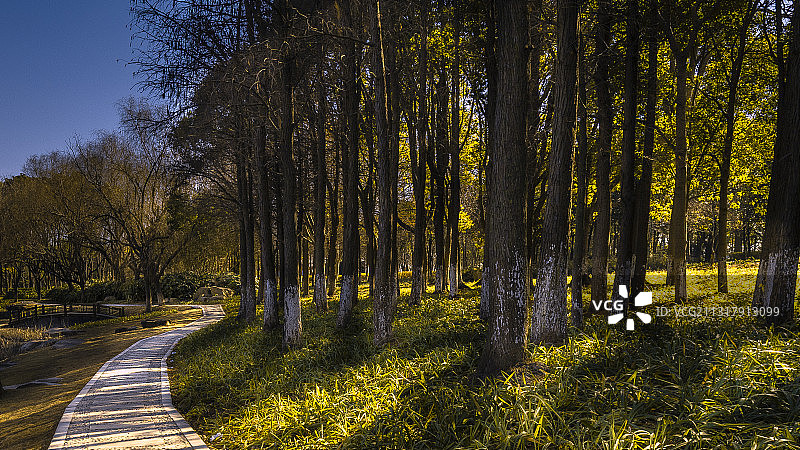 闵行滨江湿地公园图片素材