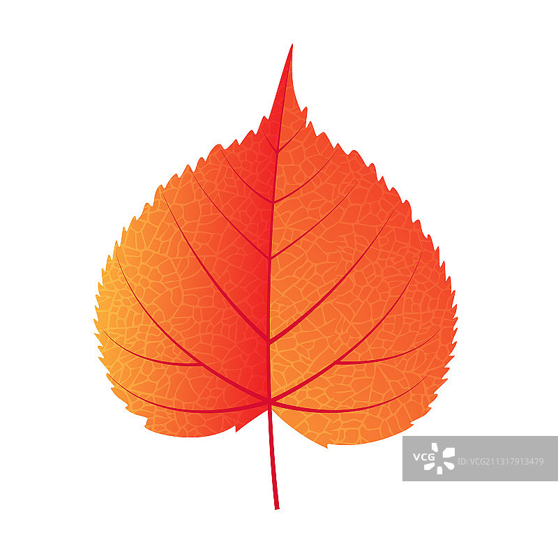 白色背景上的秋叶图片素材