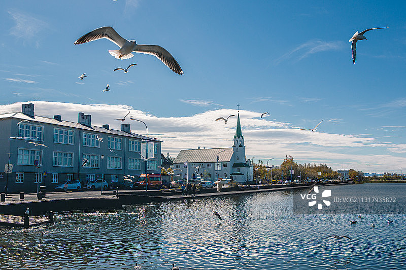 冰岛，雷克雅未克，托宁湖，海鸥图片素材