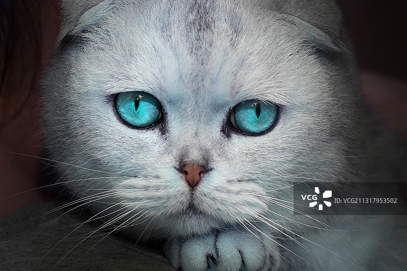 重庆主城公园春色美，艳阳高照鸟语花香图片素材