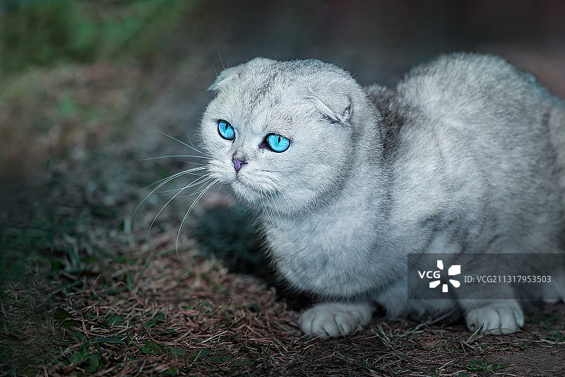 重庆主城公园春色美，艳阳高照鸟语花香图片素材