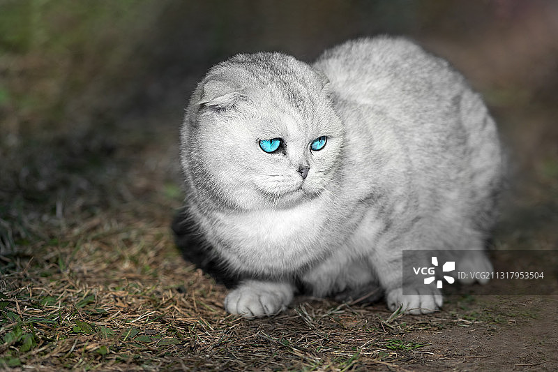 重庆主城公园春色美，艳阳高照鸟语花香图片素材