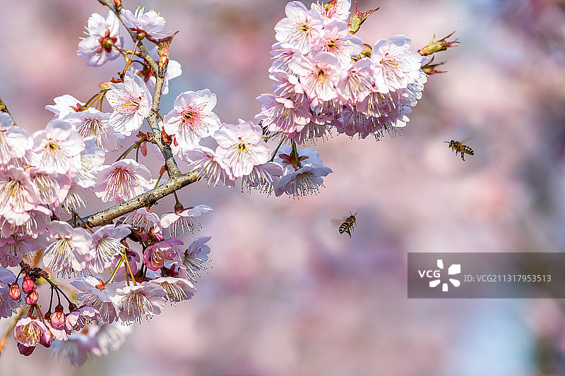 重庆主城公园春色美，艳阳高照鸟语花香图片素材
