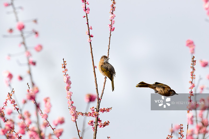 重庆主城公园春色美，艳阳高照鸟语花香图片素材
