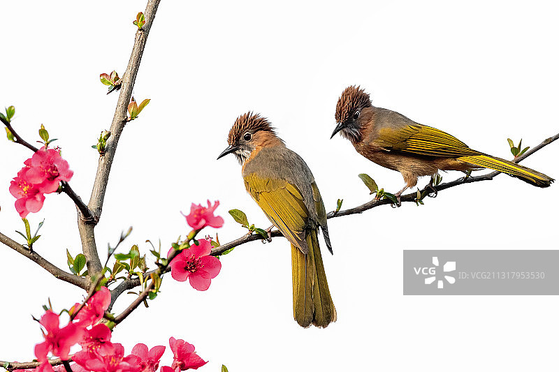 重庆主城公园春色美，艳阳高照鸟语花香图片素材