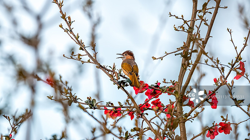 重庆主城公园春色美，艳阳高照鸟语花香图片素材