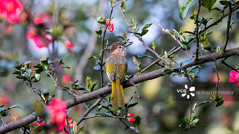 重庆主城公园春色美，艳阳高照鸟语花香图片素材