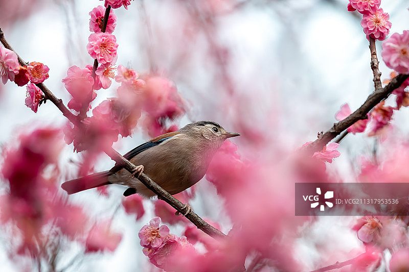 重庆主城公园春色美，艳阳高照鸟语花香图片素材