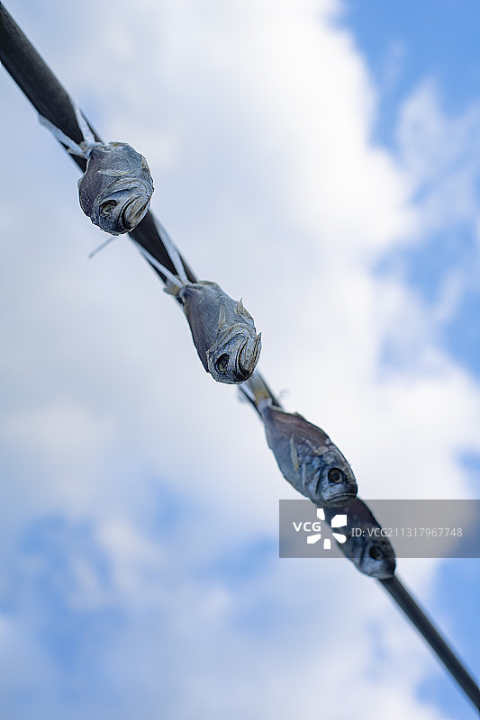 咸鱼晾晒图片素材