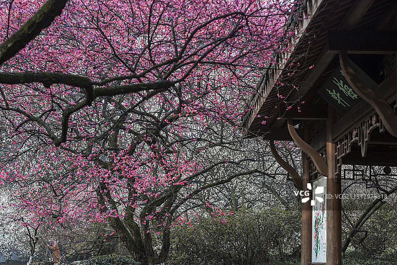 杭州灵峰探梅图片素材