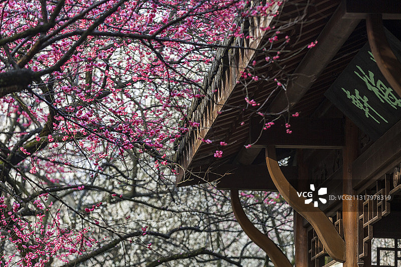 杭州灵峰探梅图片素材