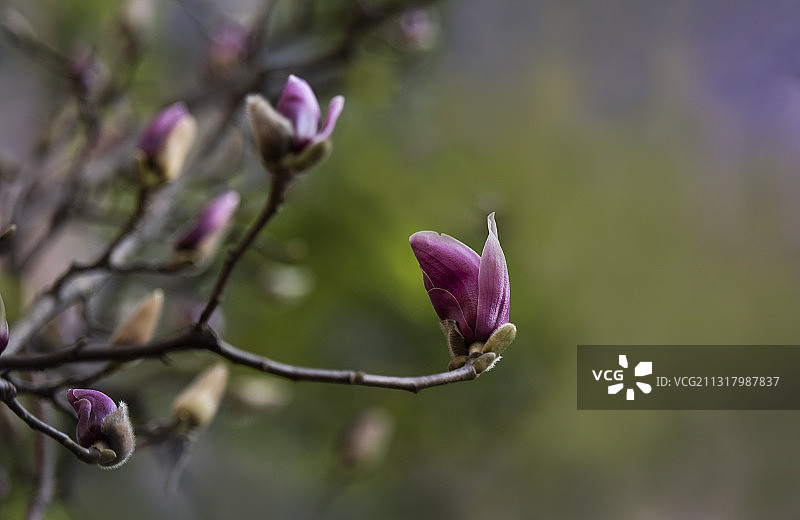 辛夷初开正当春图片素材