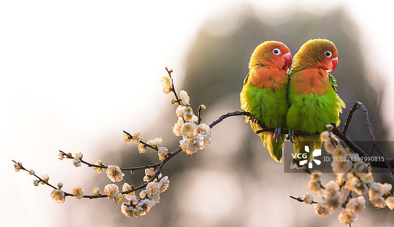 亲密无间{南京梅花山}图片素材