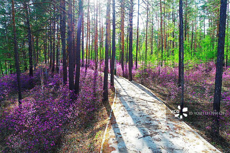 大兴安岭树林花海小路图片素材