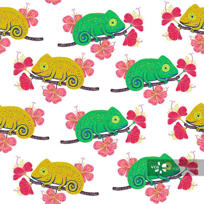 芙蓉花枝上的变色龙图片素材