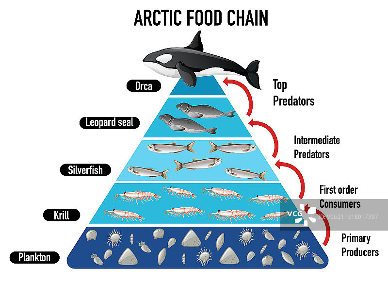 北极食物链金字塔图片素材