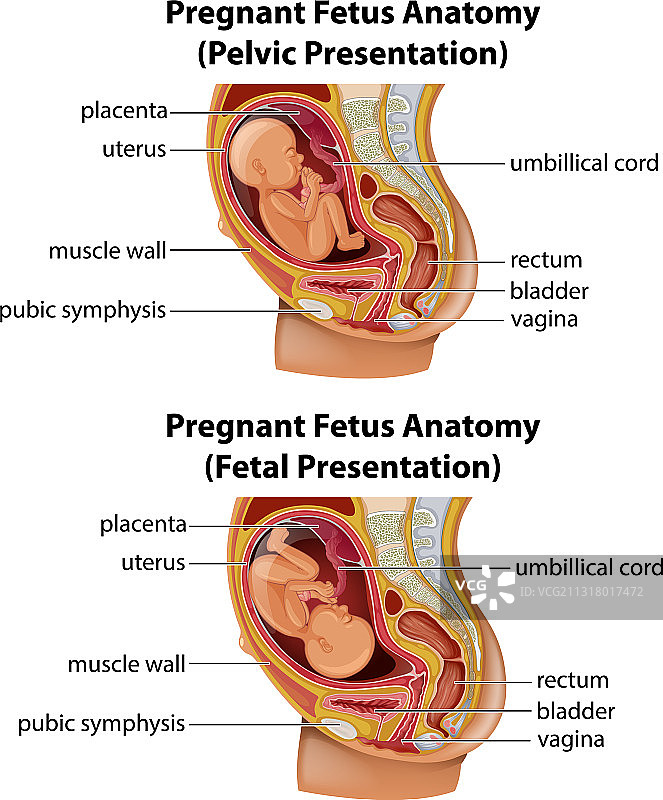怀孕胎儿的解剖图图片素材
