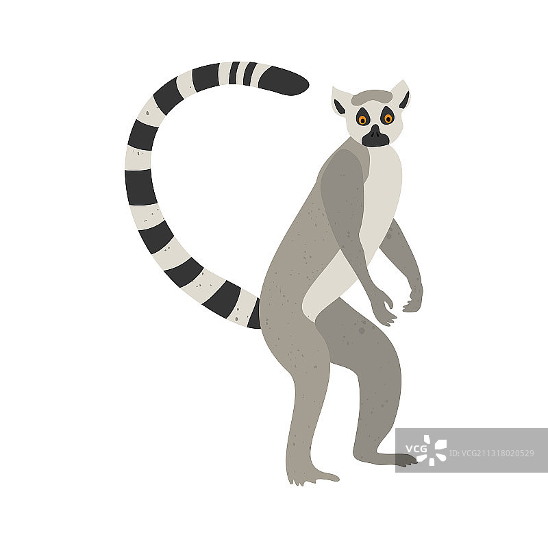 白色背景上可爱的滑稽狐猴图片素材