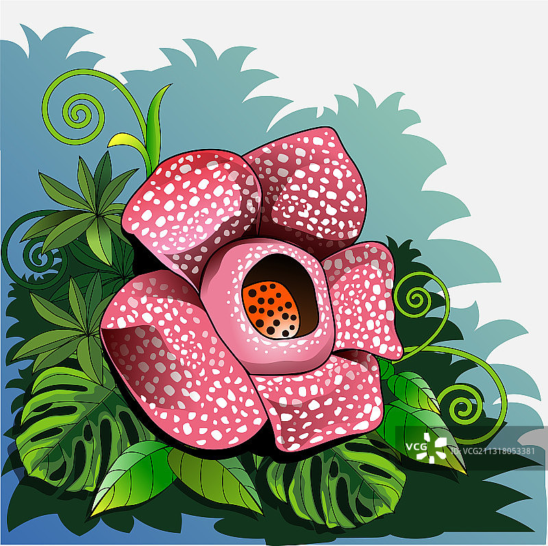 大王花图片素材