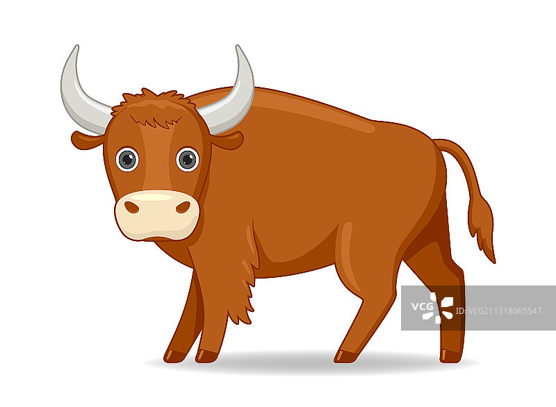 站在白色背景上的美洲野牛图片素材