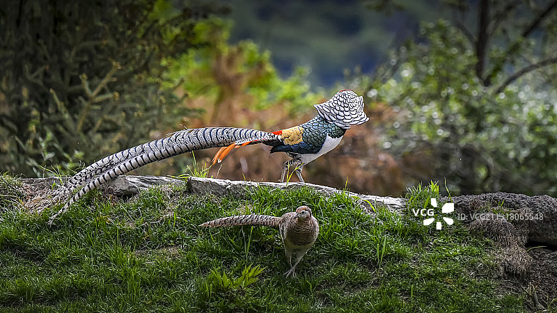 白腹锦鸡图片素材