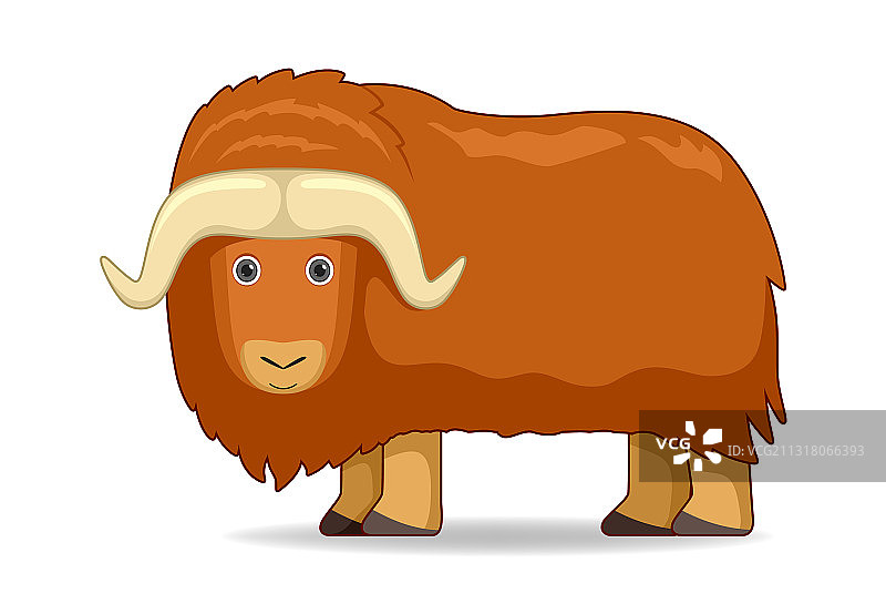 白色背景上的麝牛图片素材