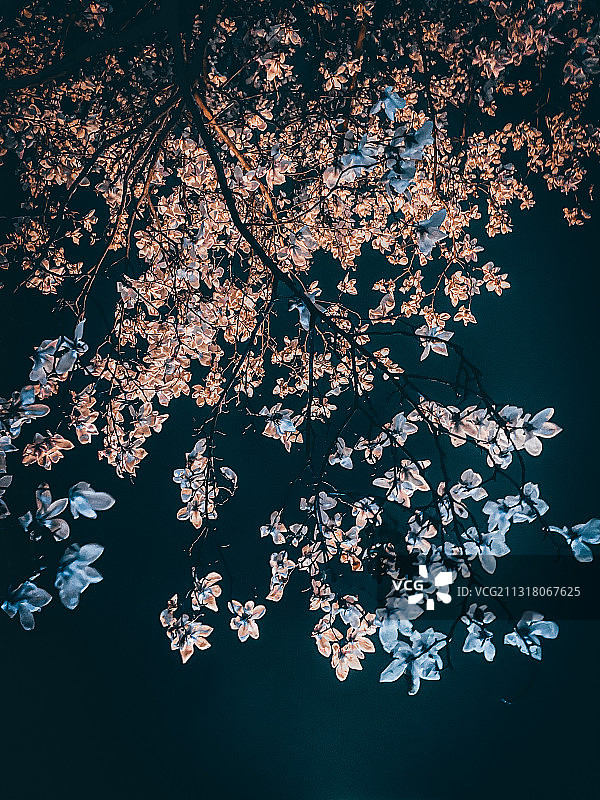 路灯下的白玉兰图片素材