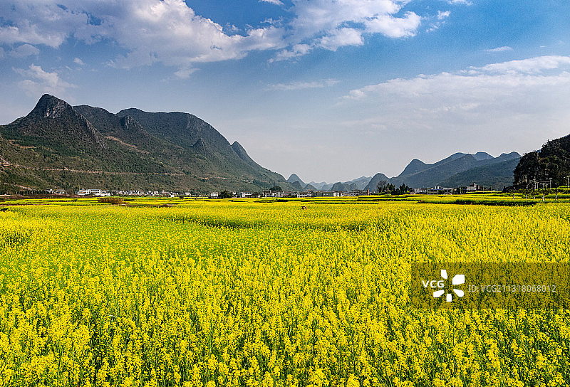 贵州黔西南兴义市万峰林油菜花风光图片素材