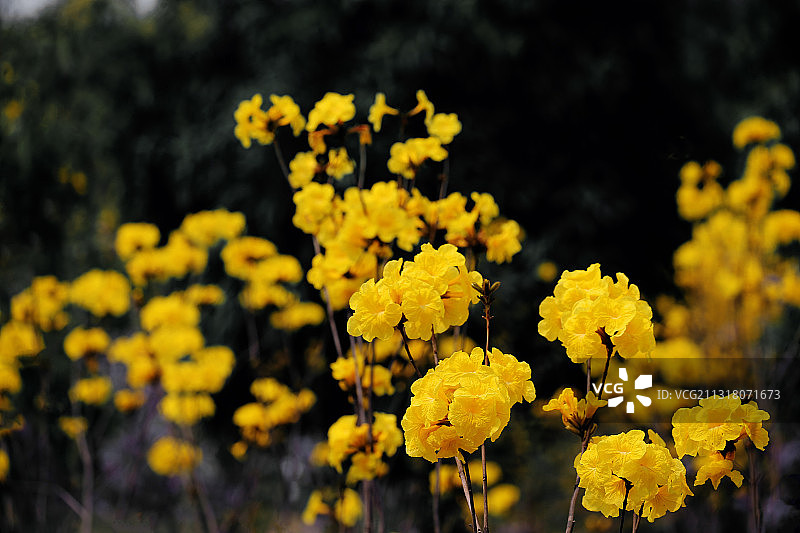 春天里的风铃花图片素材