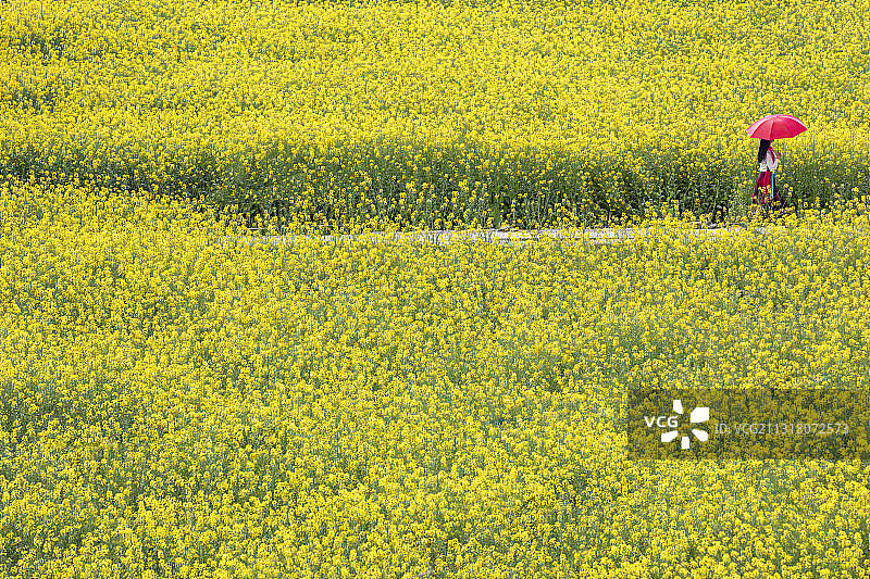 江西婺源，思溪延村，油菜花开，春天图片素材