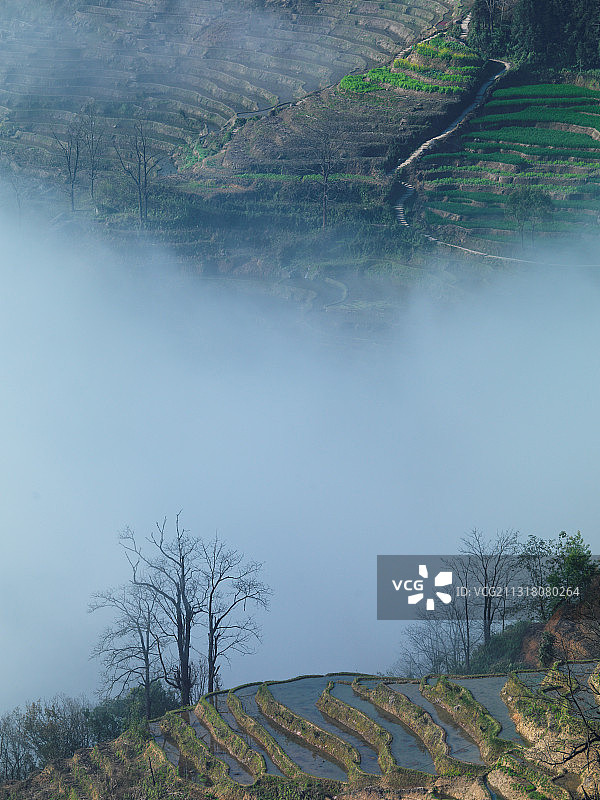 云南省红河州红河县撒马坝梯田云海图片素材