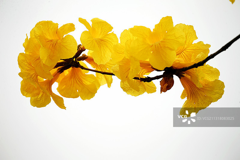 春天黄花风铃木花开图片素材