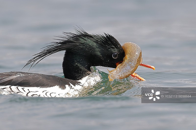 吃不到图片素材